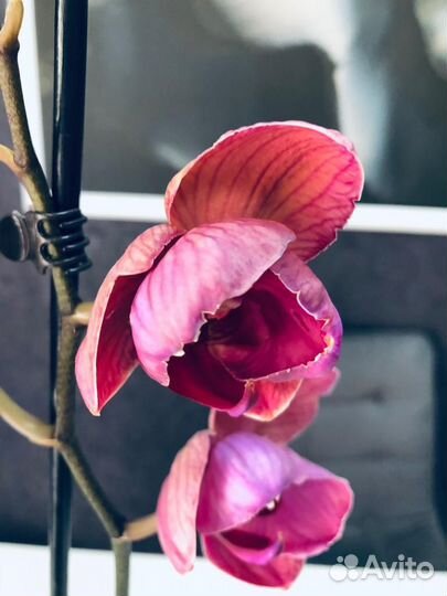 Орхидея фаленопсис Азиан Коралл пелор мутант