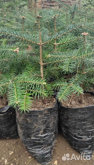 Пихта испанская