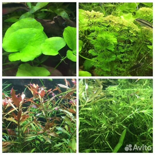 Растение аквариумное