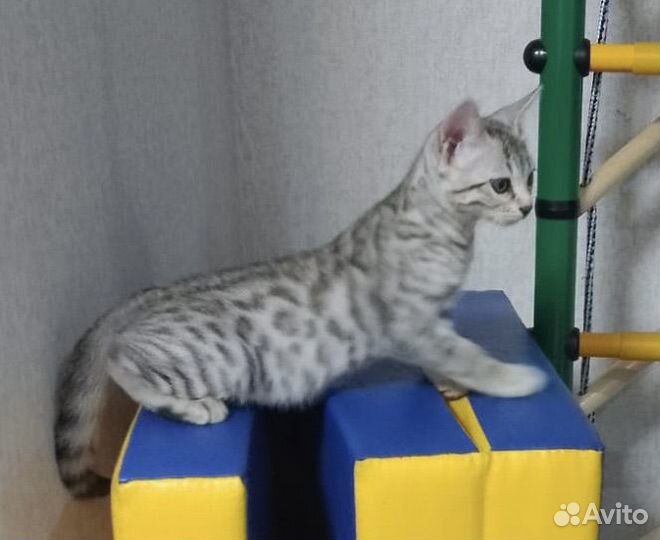 Бенгальский мальчик