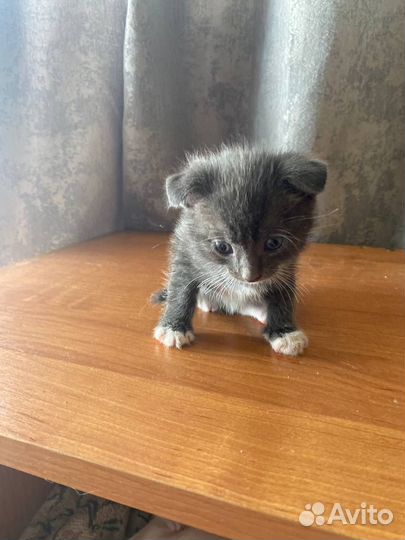 Котята в добрые руки бесплатно