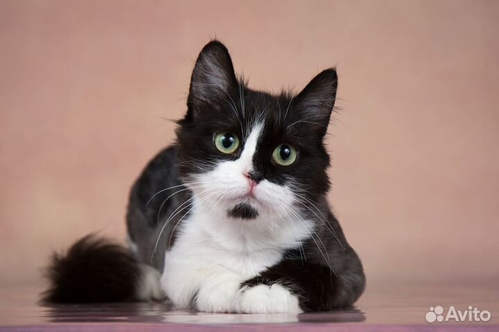 Метис перса кошечка Лиза в добрые руки