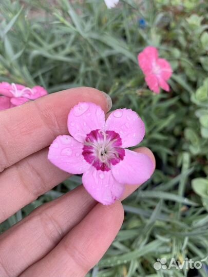 Гвоздика травянка