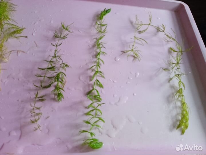 Аквариумная трава