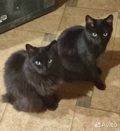 Кошки курильский бобтейл