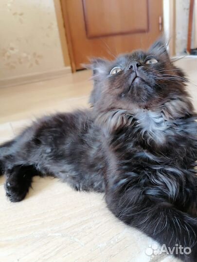 Котята мальчики 2 мес