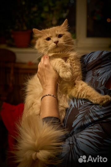 Кот Персик ищет свой дом