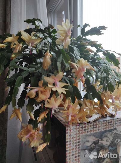 Цветок декабрист