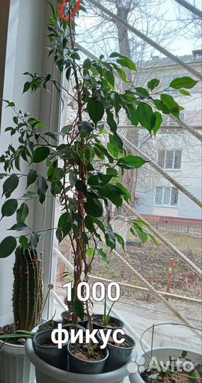 Комнатные растения