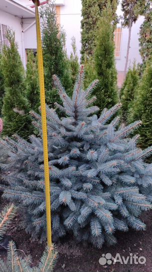 Голубая ель, зеленые ели