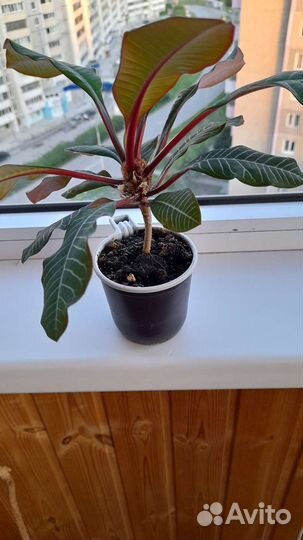 Комнатное растение Молочай