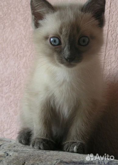Сиамские котята