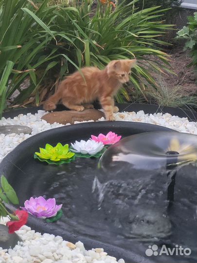 Рыжий котенок в добрые руки бесплатно