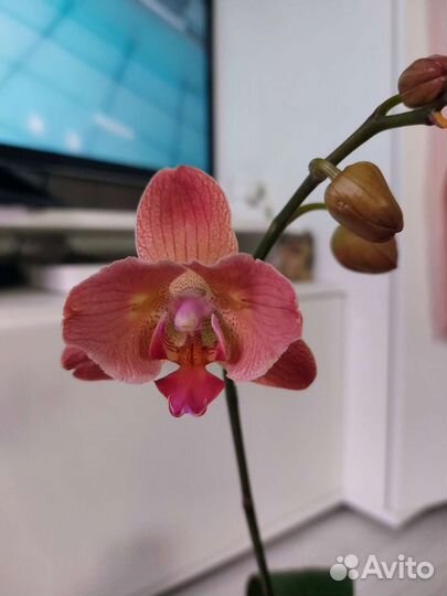 Орхидея фаленопсис бабочка