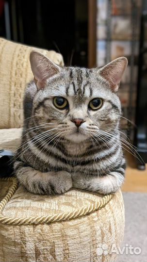 Шотландский мраморный кот на вязку