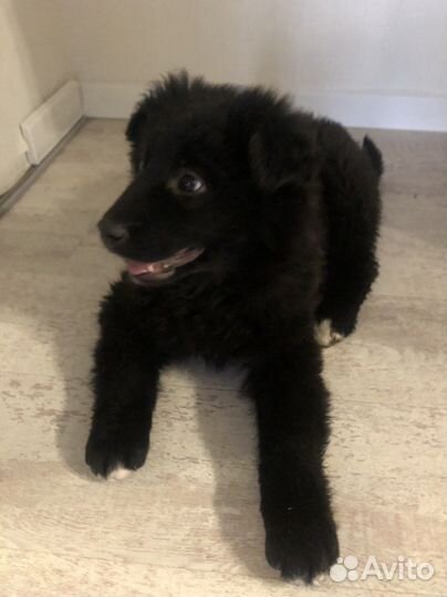 Крупный пушистый маркус