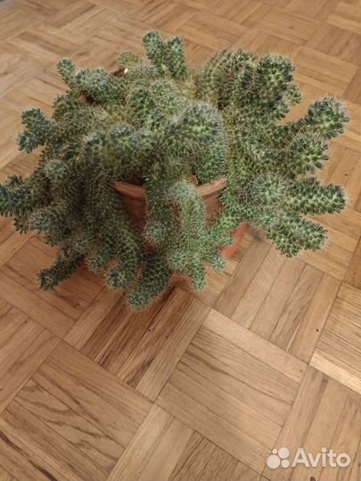 Кактус