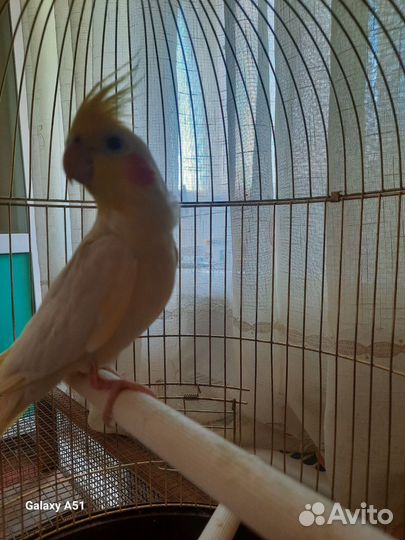 Попугай говорящий