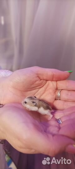 Джунгарский хомяк бесплатно