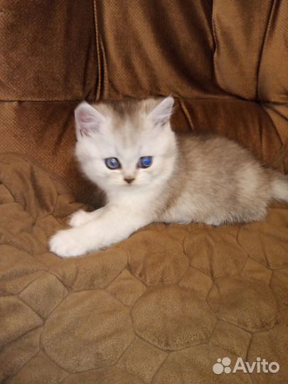 Британские котята