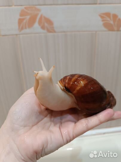 Улитки ахатины альбиносы