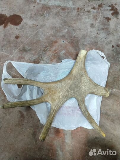 Продам рога лося