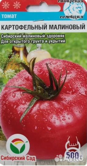 Рассада помидор