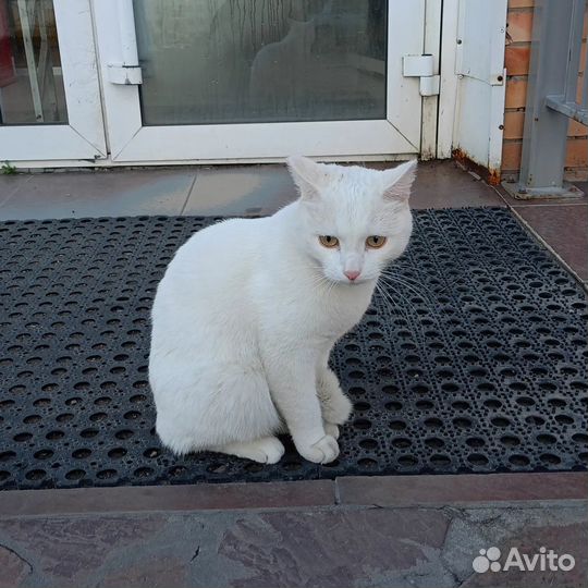 Кот в добрые руки