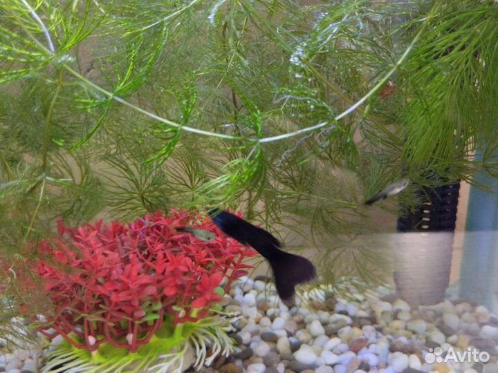 Рыбки гуппи мальки