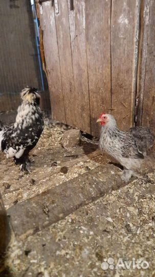 Инкубационное яйцо кур несушек