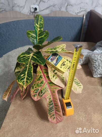 Кротон экселент