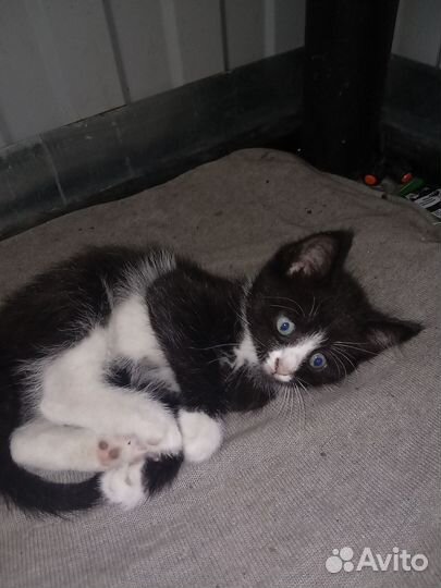 Котенок мальчик бесплатно