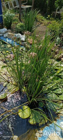 Прудовые растения