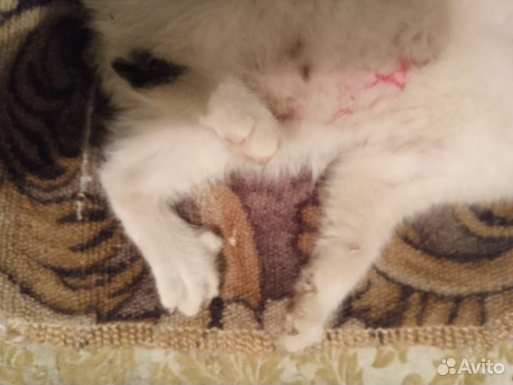 Найден котенок девочка