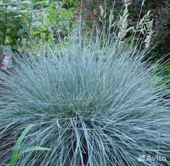 Лаванда саженцы, овсяница саженцы