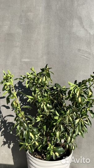 Японский бересклет