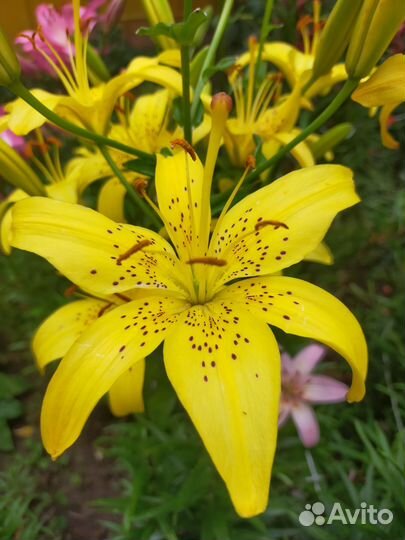 Лилии сортовые