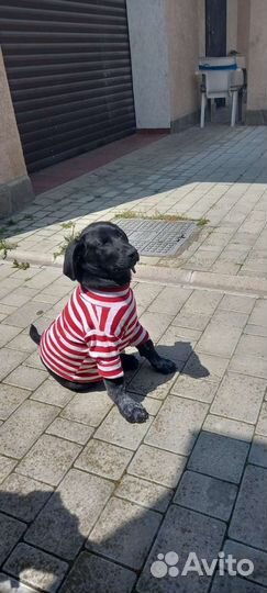 Собака щенок