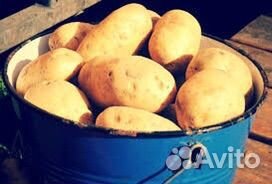 Продам картофель