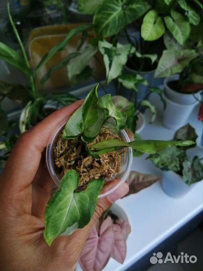 Сингониум три короля