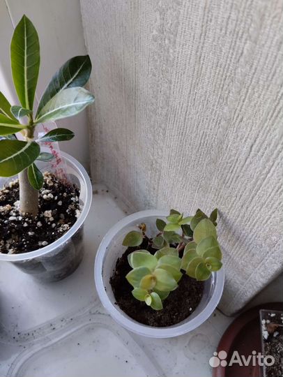 Каллизия repens cold