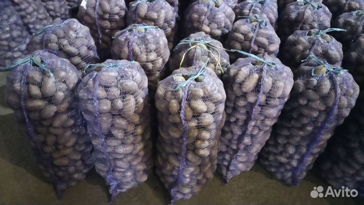 Картофель домашний