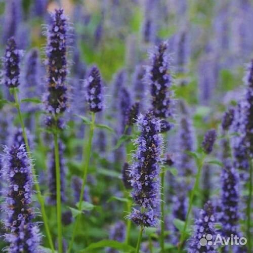 Агастахе Блек Эддер