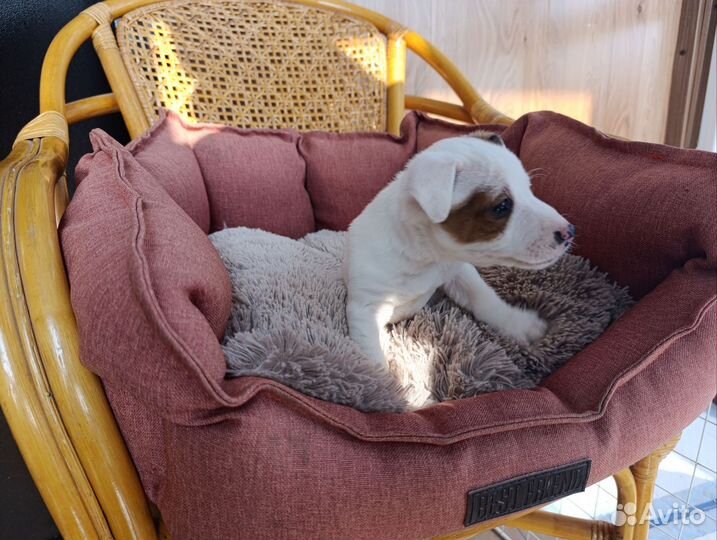 Щенки джек рассел терьер