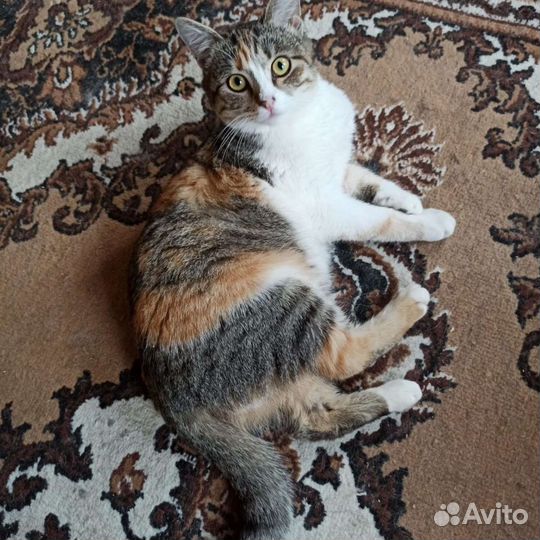 Анфиса ищет дом