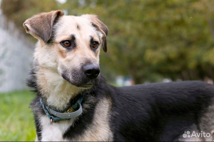 Худышка Чара очень хочет дружить