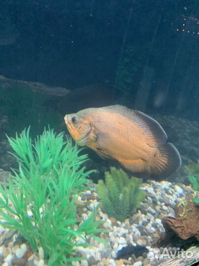 Рыба для аквариума
