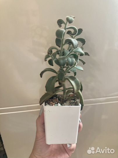 Каланхоэ войлочное