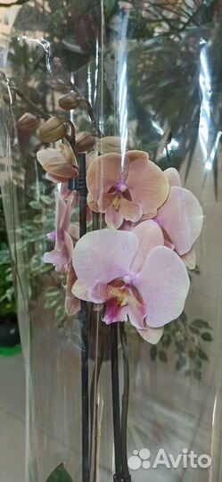 Орхидея биг лип