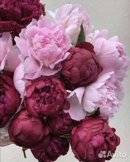 Корни пионов